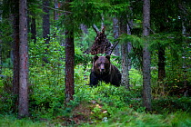 Brown bear (Ursus arctos) in coniferous forest. Ida-Virumaa, Eastern Estonia. September.