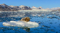Bearded seal (Erignathus barbatus) sunbathing on iceberg broken off from glacier. Kongsfjorden fjord, Spitsbergen, Norway. June 2014.