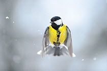 Great tit (Parus major) flying in falling snow. Vorumaa, Southern Estonia. February.