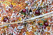 Cranberry (Vaccinium oxycoccos) berries and frozen leaves growing amongst moss in a bog. Tartumaa, Southern Estonia. November.