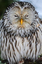 Ural owl (Strix uralensis) female, portrait. Tartumaa, Southern Estonia. February.