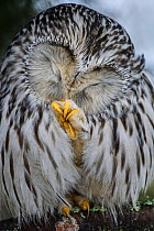 Ural owl (strix uralensis) female preening talons. Tartumaa, Southern Estonia. February.
