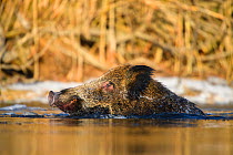 Wild boar (Sus scrofa) swimming with head above water in Suur Emajogi River. Alam-Pedja Nature Reserve, Tartumaa, Southern Estonia. November.