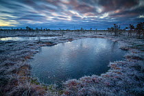 Frozen bog pools and bog turf at dawn. Alam-Pedja Nature Reserve, Tartumaa, Southern Estonia. November 2018.