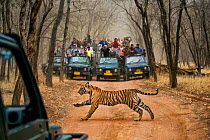 Bengal tiger (Panthera tigris tigris) running across dirt track between a large number of watching tourists. Ranthambore National Park, Rajasthan, India. 2018.