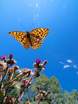 Silver-washed fritillary (Argynnis paphia) flying above thistles, under blue sky. Akershus, Norway. July.