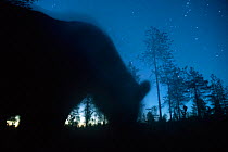 Bear (Ursus arctos) silhouetted at night under starry sky. Finland. August.