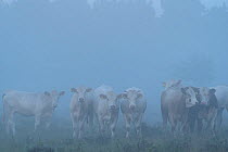 Cattle herd in fog, Oland, Gotland, Sweden. June.