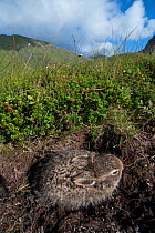 Mountain hare (Lepus timidus) leveret resting in scrape. Lofoten Islands, Norway. August.