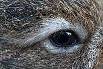 Mountain hare (Lepus timidus) leveret, close-up of eye. Lofoten Islands, Norway. August.