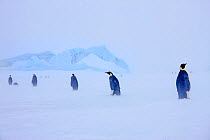 Emperor penguins (Aptenodytes forsterii) wandering through snow covered landscape. Snow Hill Island, Antarctica. October