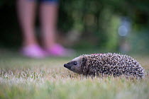 Hedgehog (Erinaceus europaeus) at rehabilitation centre. Ski, Akershus, Norway. July.