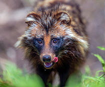Raccoon dog (Nyctereutes procyonoides) licking lips, portrait. Danube Delta, Romania. May.