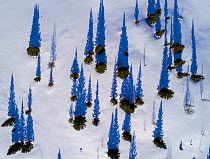 Scattered conifers with long shadows in snow, aerial shot. Golsfjell, Norway. March 2018.