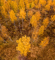 Aerial view of Birch (Betula sp) forest in autumn colours, Akershus, Norway