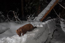 Pine marten (Martes martes) foraging in snow at night. Norway. February.