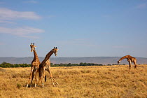 Masai giraffe (Giraffa camelopardalis tippelskirchi), pair in courtship with male giraffe and Thomsons&#39;s gazelle (Eudorcas thomsonii) in distance. Masai Mara, Kenya. September.