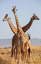 Masai giraffe (Giraffa camelopardalis tippelskirchi), three standing with heads facing in different directions. Masai Mara National Reserve, Kenya. September.