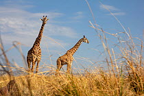 Masai giraffe (Giraffa camelopardalis tippelskirchi), two standing. Masai Mara National Reserve, Kenya. September.