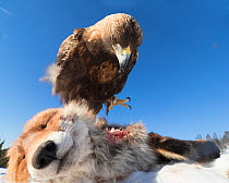 Golden eagle (Aquila crysaetos) on dead Fox (Vulpes vulpes) carcass. Trondelag, Norway. March. Remote camera shot