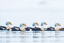 King eider duck (Somateria spectabilis), males swimming in same direction. Finnmark, Norway. March.