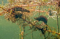 Common newt (Lissotriton vulgaris) pair approaching each other on Spiked water-milfoil (Myriophyllum spicatum) prior to mating. In garden pond, Netherlands. April.