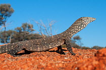 Perentie monitor lizard (Varanus giganteus) Cape Range NP, Western Australia.