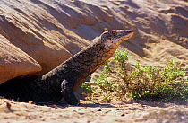 Perentie monitor lizard (Varanus giganteus) exiting Burrowing bettong warren. Barrow Island, Western Australia, November 2001.