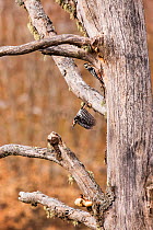 Lilford&#39;s white-backed woodpecker (Dendrocopos leucotos lilfordi) pair at nest built in ancient old-growth Beech (Fagus sylvatica) forest tree, Abruzzo, Lazio and Molise National Park / Parco Nazi...