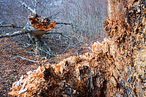 Dead centuries-old beech tree in Coppo del Principe old-growth Beech (Fagus sylvatica) forest. Abruzzo, Lazio and Molise National Park / Parco Nazionale d&#39;Abruzzo, Lazio e Molise UNESCO World Heri...
