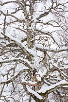 Centuries-old Beech (Fagus sylvatica) tree in Val Cervara old-growth beech forest during a winter snowfall. Europe&#39;s oldest Beech (Fagus sylvatica) forest. Abruzzo, Lazio and Molise National Park...
