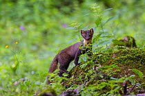 Pine marten (Martes martes) in old-growth Beech (Fagus sylvatica) forest, UNESCO World Heritage Site. Abruzzo, Lazio and Molise National Park, Italy. June.