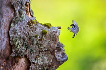 Coal tit (Parus ater) returning to its nest built in ancient old-growth Beech (Fagus sylvatica) forest tree, Abruzzo, Lazio and Molise National Park / Parco Nazionale d&#39;Abruzzo, Lazio e Molise UNE...