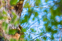 Lilford&#39;s white-backed woodpecker (Dendrocopos leucotos lilfordi) peering from its nest built in ancient old-growth Beech (Fagus sylvatica) forest tree, Abruzzo, Lazio and Molise National Park / P...