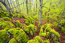 Moss-covered rocks in old-growth Beech (Fagus sylvatica) forest. Abruzzo, Lazio and Molise National Park / Parco Nazionale d&#39;Abruzzo, Lazio e Molise UNESCO World Heritage Site Italy. May 2014