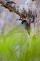 Lilford&#39;s white-backed woodpecker (Dendrocopos leucotos lilfordi) returning to its nest built in ancient old-growth Beech (Fagus sylvatica) forest tree. Abruzzo, Lazio and Molise National Park / P...
