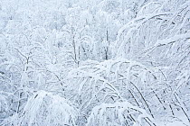 Centuries-old Beech (Fagus sylvatica) trees in Val Cervara old-growth beech forest under heavy winter snowfall. Europe&#39;s oldest Beech (Fagus sylvatica) forest. Abruzzo, Lazio and Molise National P...