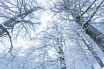 Centuries-old Beech (Fagus sylvatica) trees in Val Cervara old-growth beech forest under heavy winter snowfall. Europe&#39;s oldest Beech (Fagus sylvatica) forest. Abruzzo, Lazio and Molise National P...