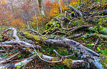 Autumn colors and deadwood in Coppo del Principe old-growth Beech (Fagus sylvatica) forest. Abruzzo, Lazio and Molise National Park / Parco Nazionale d&#39;Abruzzo, Lazio e Molise UNESCO World Heritag...