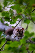 Edible dormouse (Glis glis) on old-growth Beech (Fagus sylvatica) forest tree, UNESCO World Heritage Site. Abruzzo, Lazio and Molise National Park, Italy. July 2013