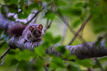 Edible dormouse (Glis glis) on old-growth Beech (Fagus sylvatica) forest tree UNESCO World Heritage Site. Abruzzo, Lazio and Molise National Park, Italy. July 2013