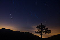 Isolated centuries-old beech (Fagus sylvatica) silhouette with night sky and star trails. Abruzzo, Lazio and Molise National Park / Parco Nazionale d&#39;Abruzzo, Lazio e Molise UNESCO World Heritage...