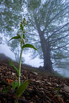 White helleborine orchid (Cephalanthera rubra) in old-growth Beech (Fagus sylvatica) forest. Abruzzo, Lazio and Molise National Park / Parco Nazionale d&#39;Abruzzo, Lazio e Molise UNESCO World Herita...