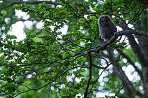 Tawny owl (Strix aluco) chick waiting for food on old-growth Beech (Fagus sylvatica) forest tree. UNESCO World Heritage Site. Abruzzo, Lazio and Molise National Park, Italy. June 2013