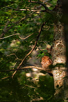 Tawny owl (Strix aluco) female sleeping in afternoon light on old-growth Beech (Fagus sylvatica) forest tree, UNESCO World Heritage Site. Abruzzo, Lazio and Molise National Park, Italy. June 2013