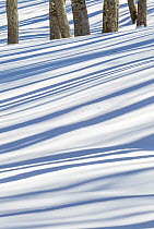 Tree shadows on snow in Val Cervara old-growth Beech (Fagus sylvatica) forest, Europe&#39;s oldest Beech forest. Abruzzo, Lazio and Molise National Park / Parco Nazionale d&#39;Abruzzo, Lazio e Molise...