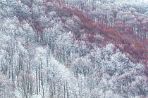 Partly snow-covered slope in Val Cervara old-growth Beech (Fagus sylvatica) forest, Europe&#39;s oldest Beech forest. Abruzzo, Lazio and Molise National Park / Parco Nazionale d&#39;Abruzzo, Lazio e M...
