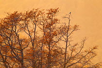 Mistle trush (Turdus viscivorus) at sunset on old-growth Beech (Fagus sylvatica) forest tree. Abruzzo, Lazio and Molise National Park / Parco Nazionale d&#39;Abruzzo, Lazio e Molise UNESCO World Herit...