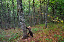 Marsican / Apennine brown bear (Ursus arctos marsicanus) checking rub-tree for scent. Critically endangered subspecies. Abruzzo, Lazio and Molise National Park / Parco Nazionale d&#39;Abruzzo, Lazio e...