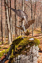 Goshawk (Accipiter gentilis) female and male exchanging prey at plucking site in old-growth Beech (Fagus sylvatica) forest, Abruzzo, Lazio and Molise National Park / Parco Nazionale d&#39;Abruzzo, Laz...